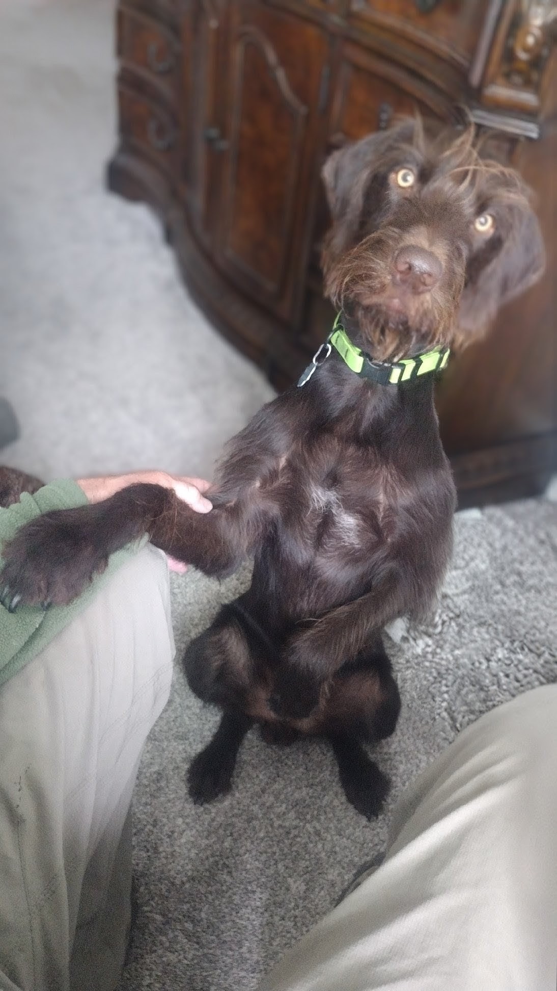 Larry the Companion Canine